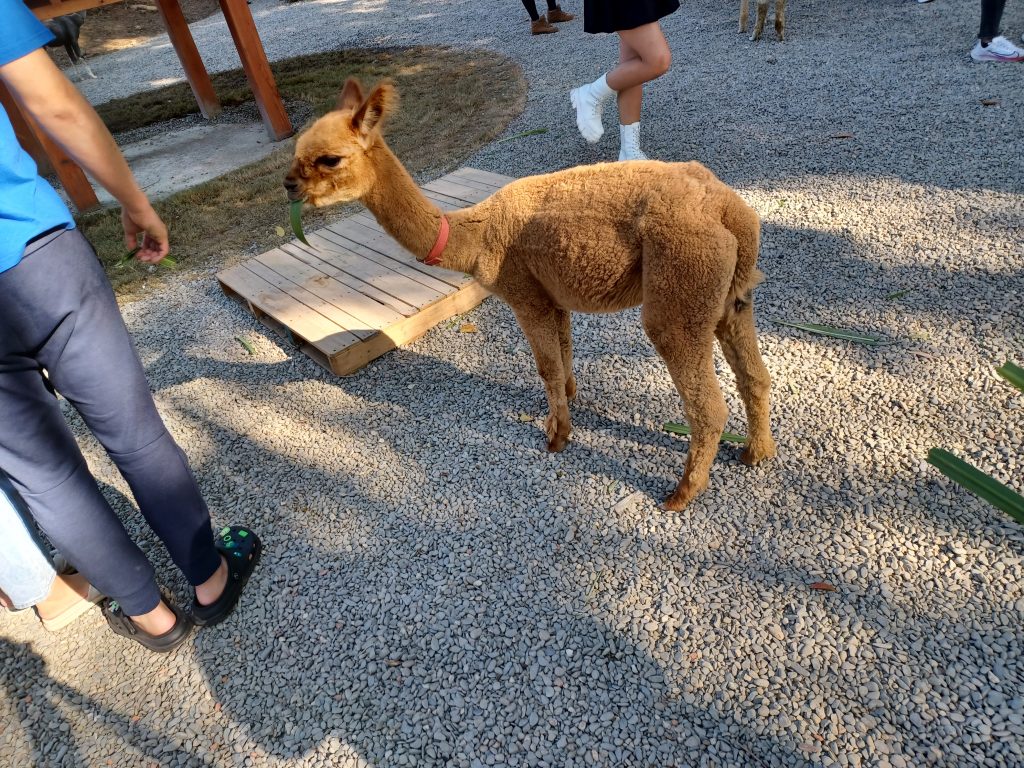 Alpaca