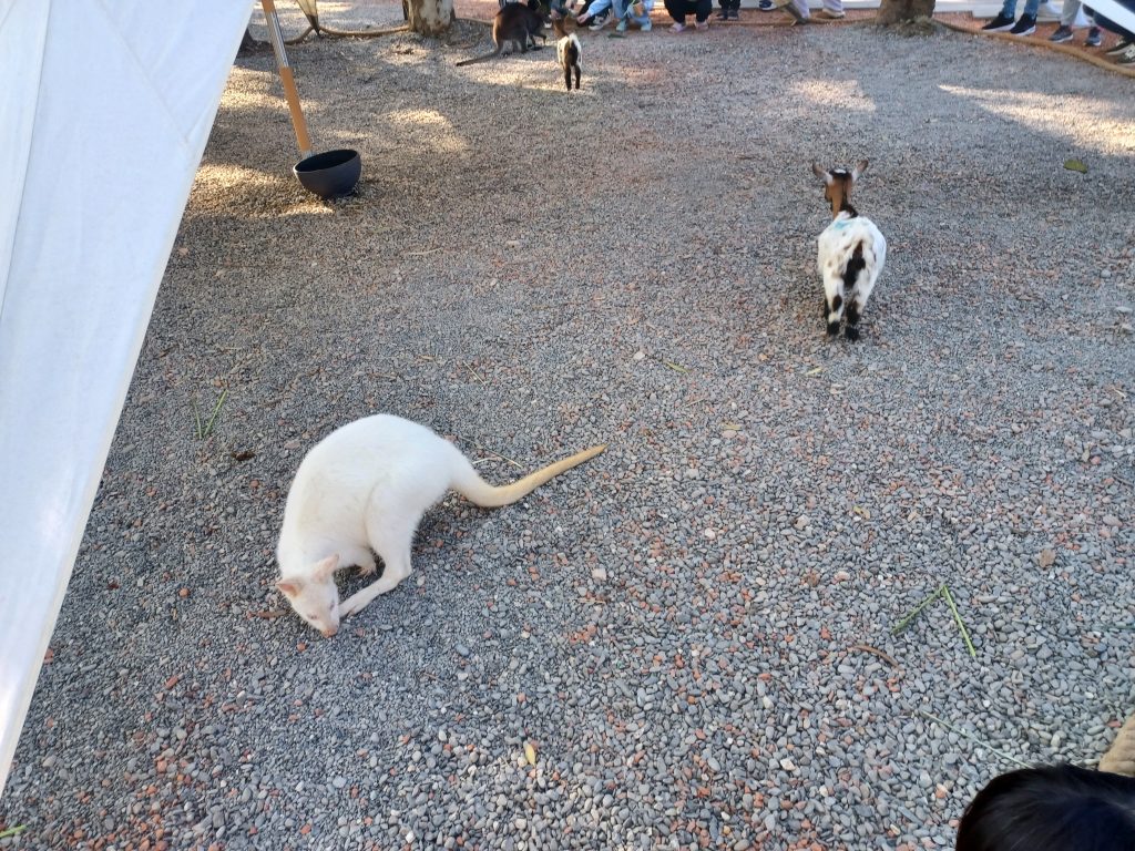 Wallabies