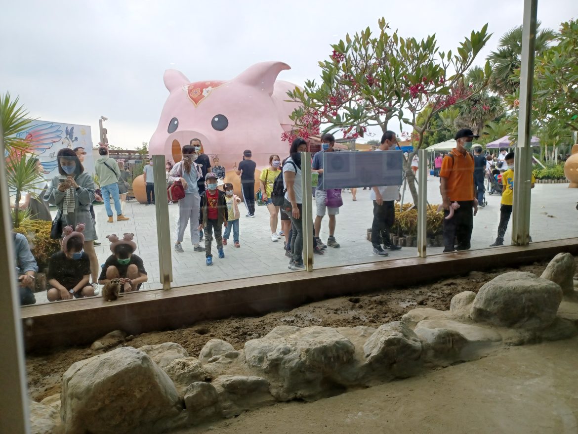 3-pig-1